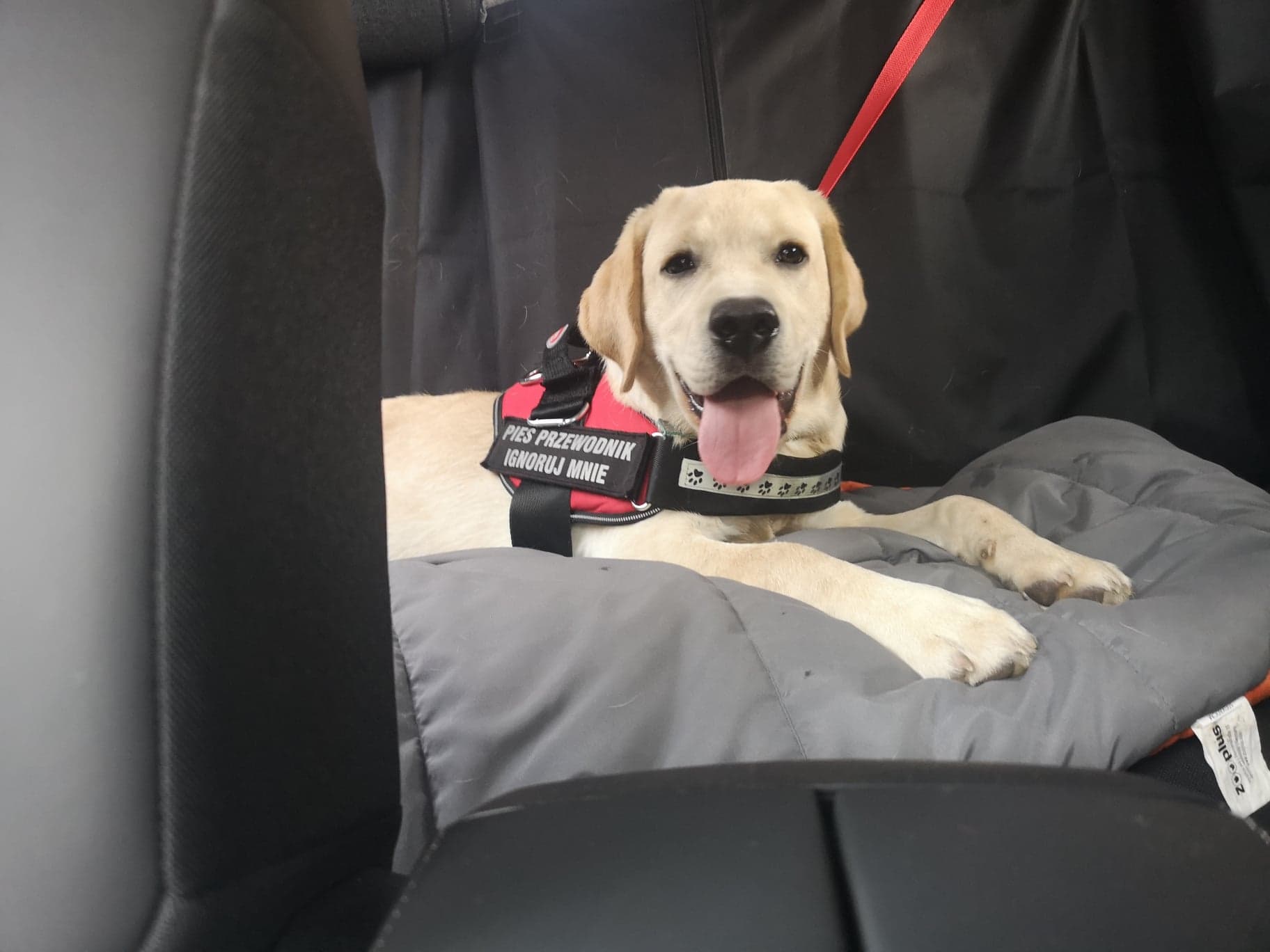 Biszkoptowy labrador leżący na kocu na tylnej kanapie auta w szelkach psa przewodnika