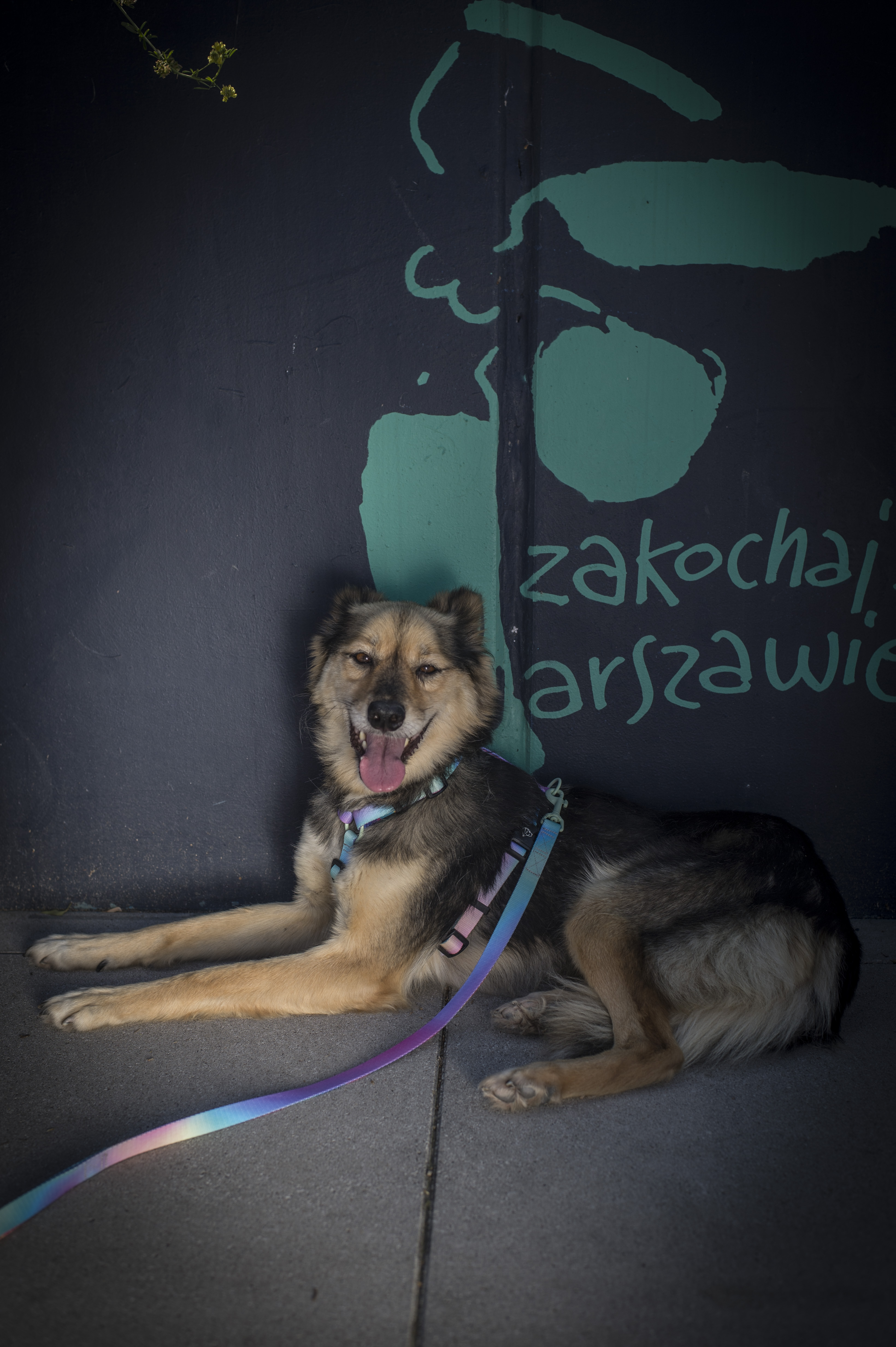 Pies na spacerze na tle muralu Ochotników warszawskich 