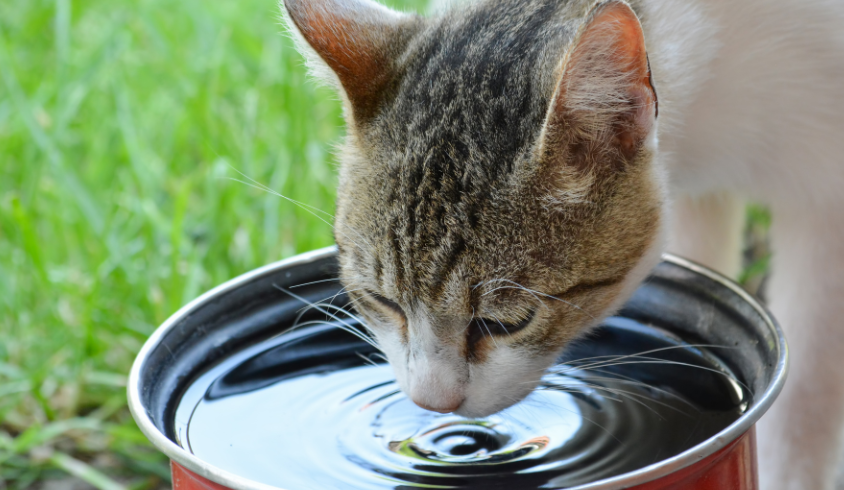 Kot pijący wodę z garnka na trawie