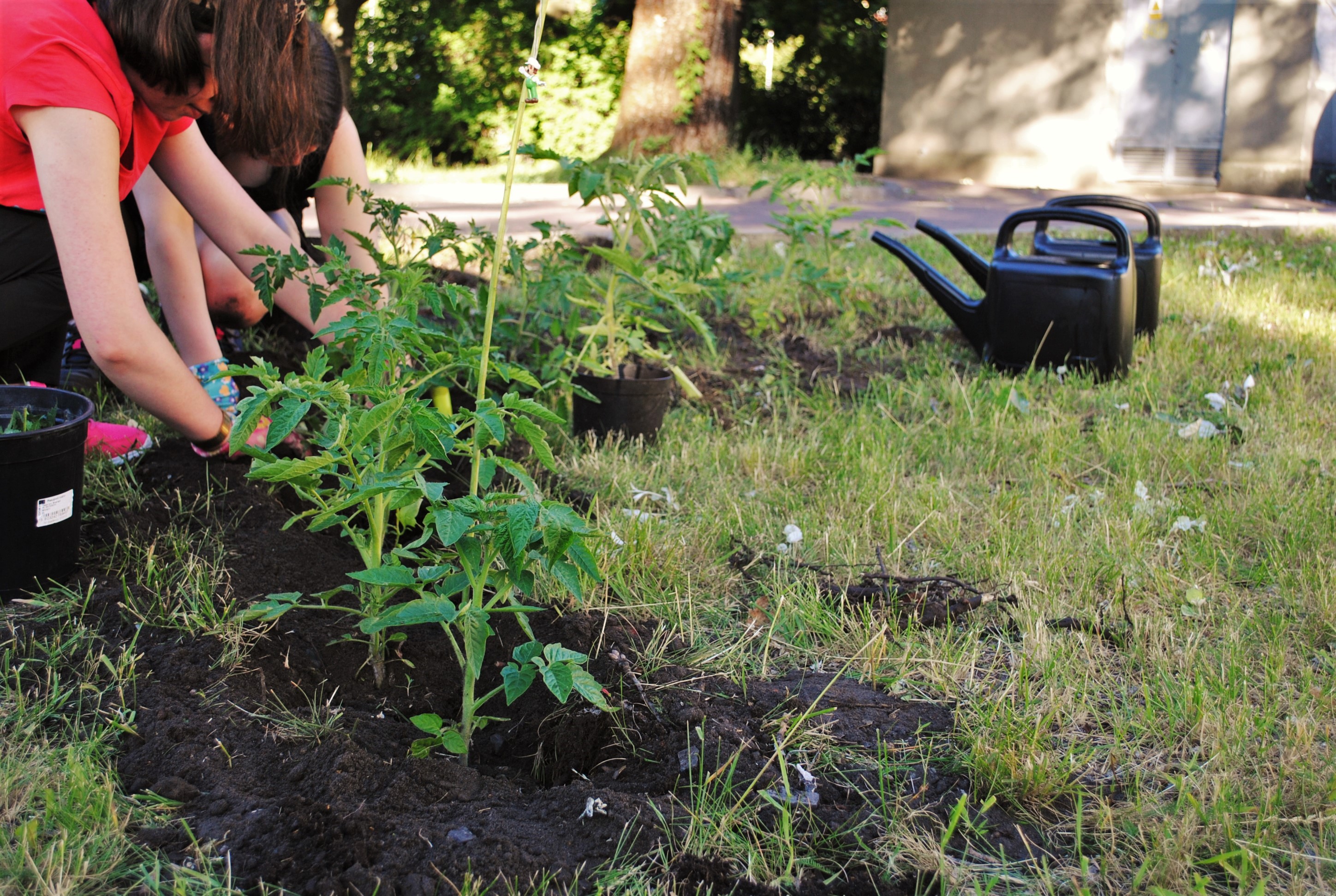 Sadzenie pomidorów w Dzikim ogrodzie Domu Kultury ŚWIT
