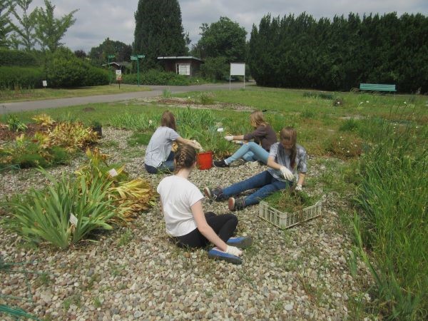 Grupa czterech dziewczyn, wykonująca prace pielęgnacyjne w ogrodzie botanicznym (pielenie roślin zielnych)