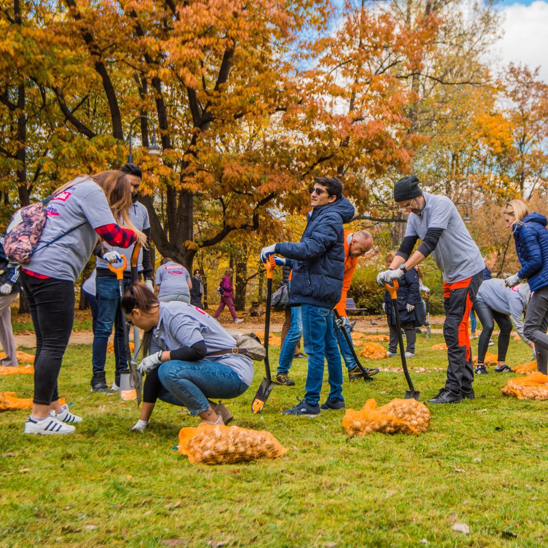Grupa wolontariuszy z łopatami w parku podczas sadzenia cebulek roślin.