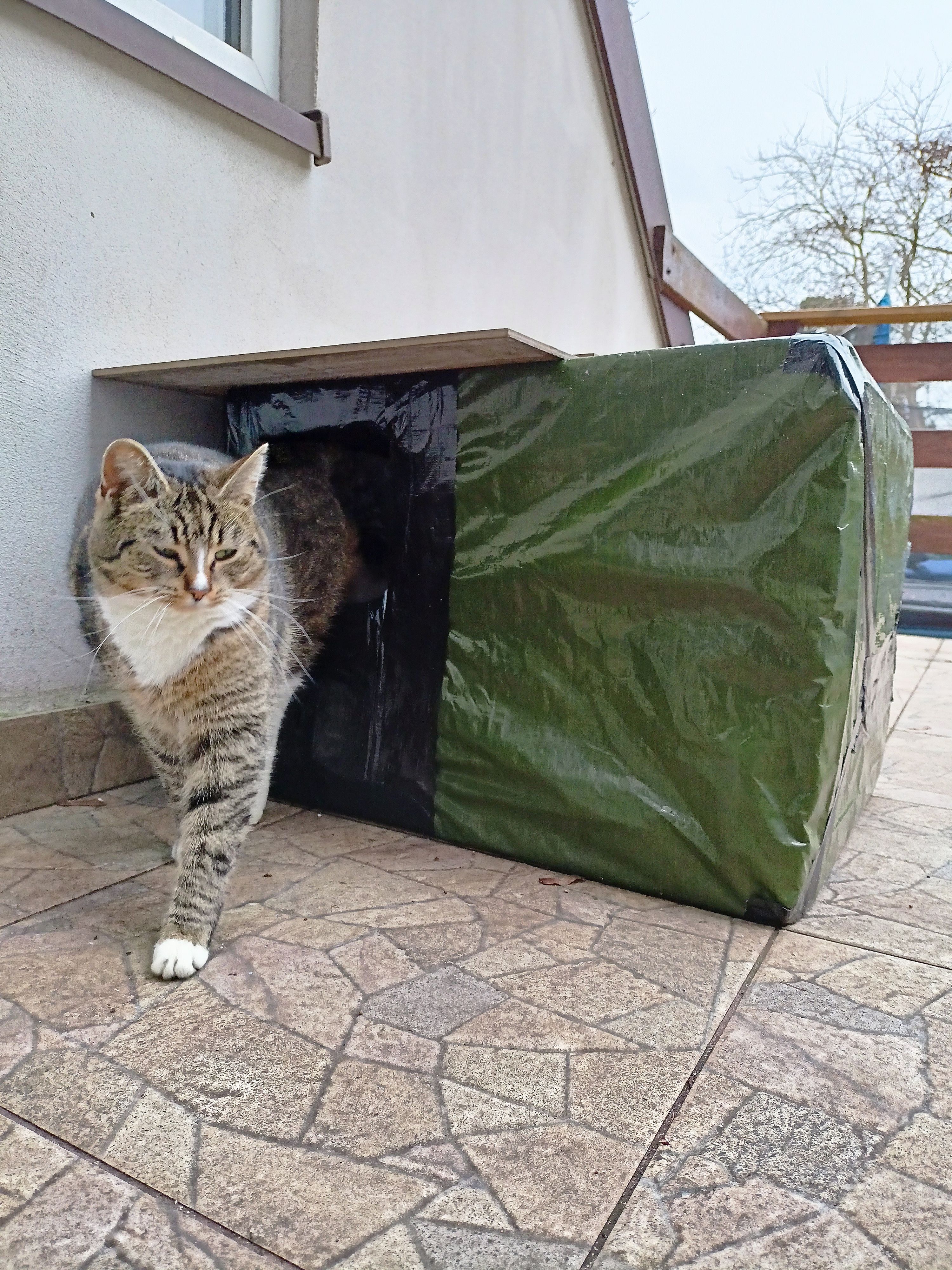 kot wychodzący ze zbudowanego przez wolontariuszy domku