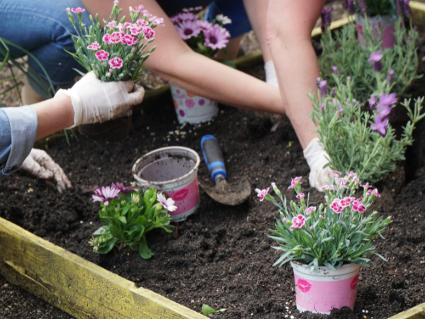 Rabatka otoczona niskim żółtym drewnianym płotkiem. Do ziemi wkładane są małe różowe kwiatki. Część w nich jest już w rabatce, a część jeszcze nie. 