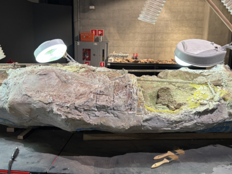 Szkielet mastodonzaura pokryty gipsem w pracowni Centrum Nauki Kopernik, wokół widoczne lampy oraz narzędzia wykorzystywane do preparacji.