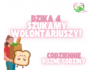 Szukamy wolontariusza z ul. Dzika 4